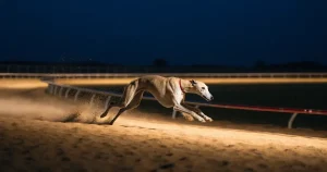 Hunderennen-Wetten in der Schweiz: was sie kosten und wer sie anbieten darf